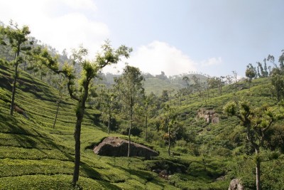 ooty3.jpg