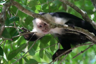 manuelantonio003.jpg