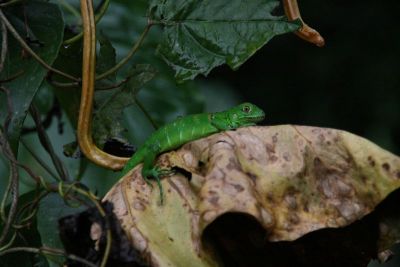 tortuguero001.jpg