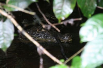 tortuguero002.jpg