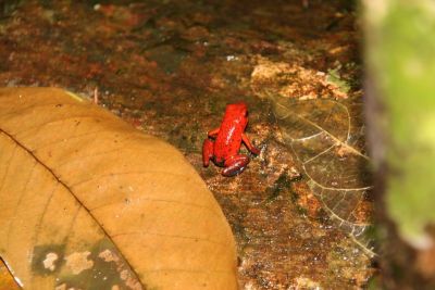 tortuguero004.jpg