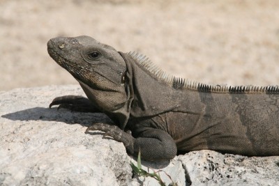 tulum005.jpg