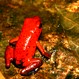 Tortuguero